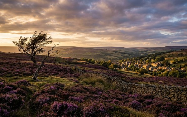 Purple heather moorland in Yorkshire at sunset, with a windswept tree, dry stone wall and stone village below